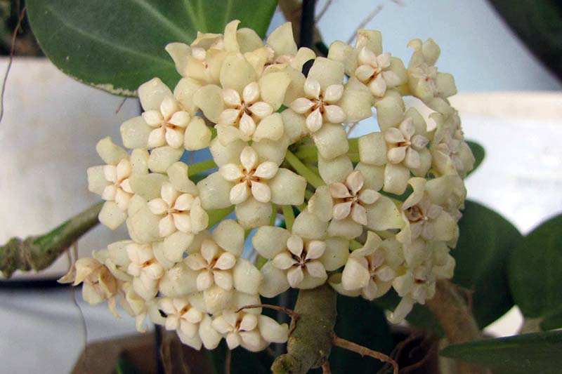 A close up horizontal image of the inflorescence of Hoya pachyclada pictured on a soft focus background.
