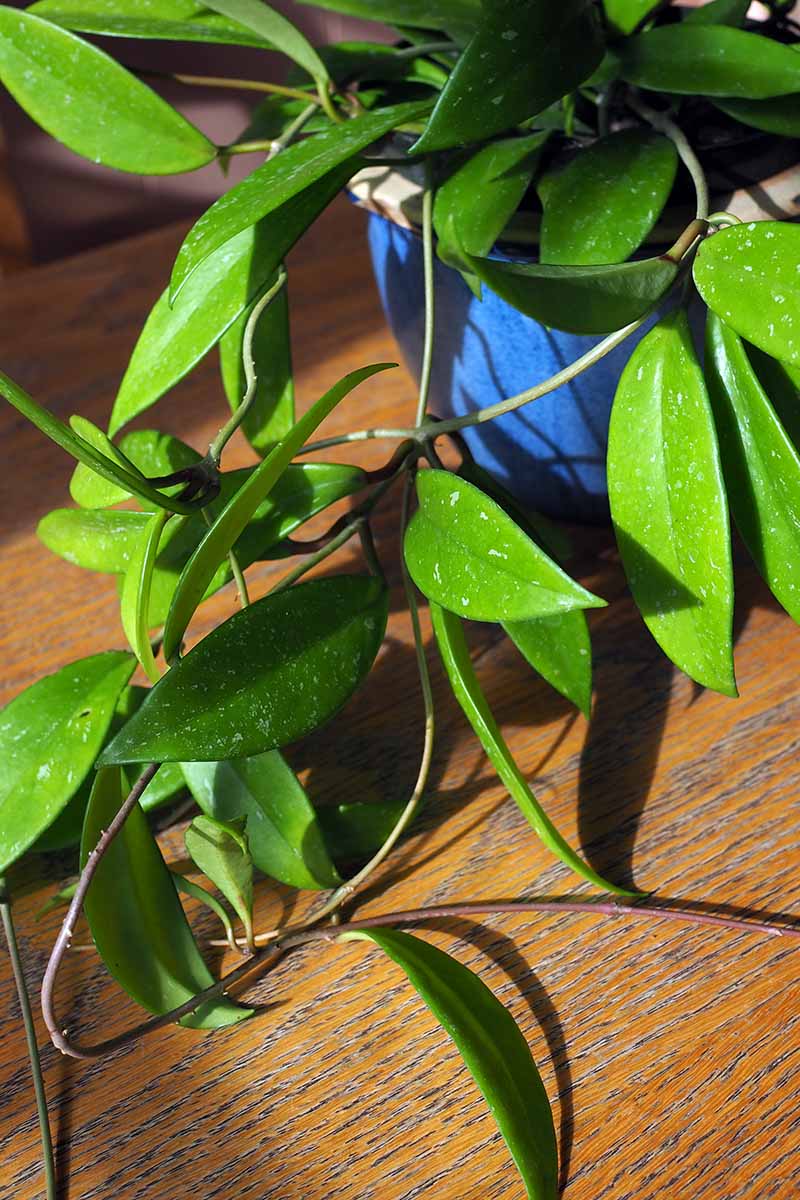 A close up vertical image of a potted Hoya publicalyx 'Splash' set on a wooden surface pictured in light sunshine.