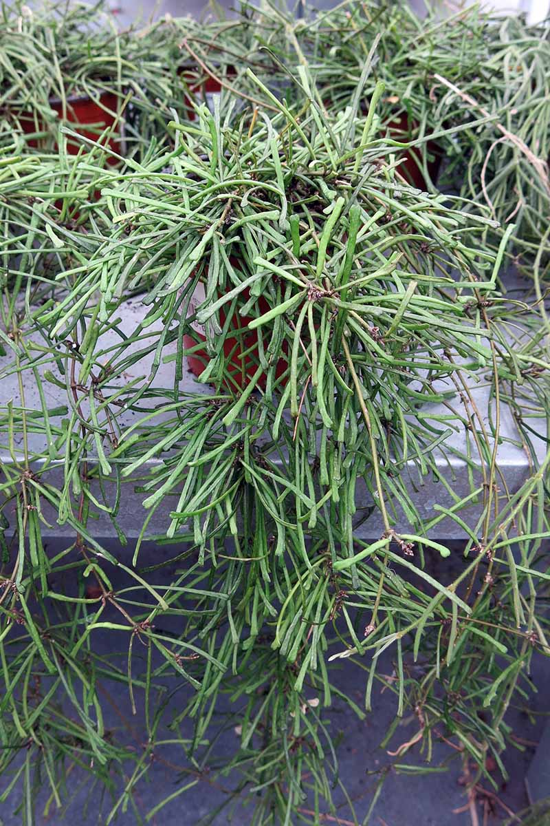A close up vertical image of potted Hoya retusa plants set on a gray shelf.