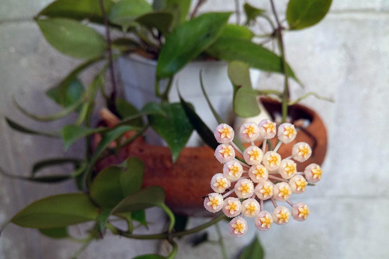 A close up horizontal image of a Hoya 'Sunrise' plant with a small flower growing in a hanging pot.