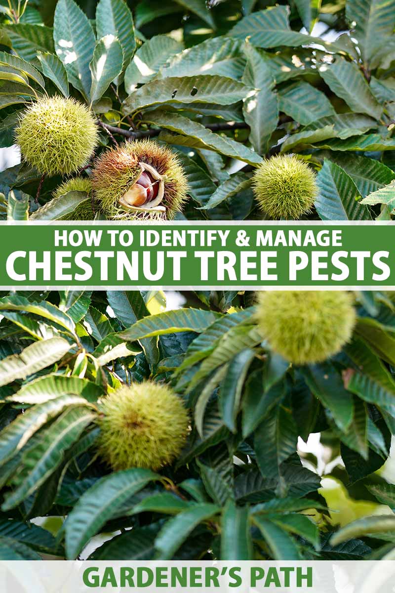 A close up vertical image of unripe chestnuts growing on the tree. To the center and bottom of the frame is green and white printed text.