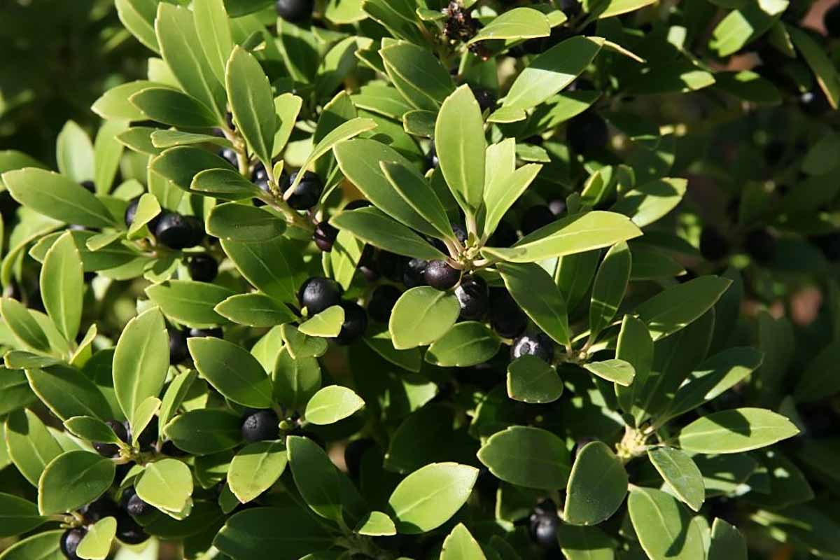 Inkberry holly, Ilex glabra, growing in the garden with dark purple berries contrasting with the light green leaves.