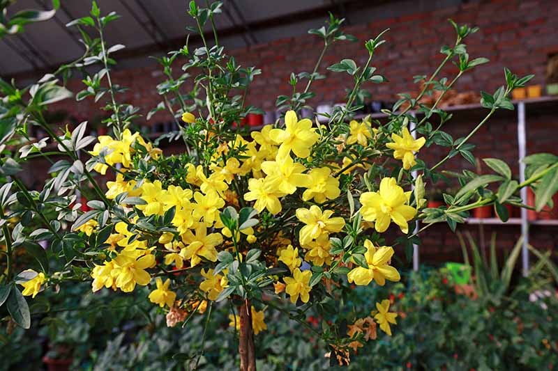 A close up horizontal image of the bright yellow flowers of Jasminum nudiflorum growing outside a residence pictured in light sunshine.