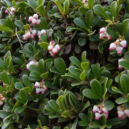 A close up square image of bearberry growing in the garden with dark green foliage and pink flowers.