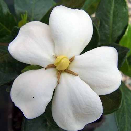 A close up square image of a white flower of Gardenia jasminoides 'Kleim's Hardy' growing in the garden pictured on a soft focus background.