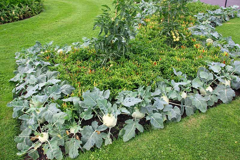 A horizontal image of a mixed planting with kohlrabi and other companion plants.