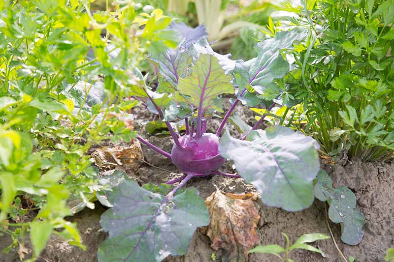 A close up horizontal image of a purple kohlrabi plant growing in the garden with celery and other companions.