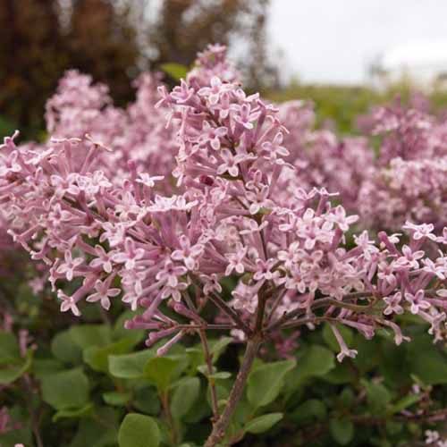 A close up square image of the pink flowers of dwarf Korean lilac growing in the garden pictured on a soft focus background.