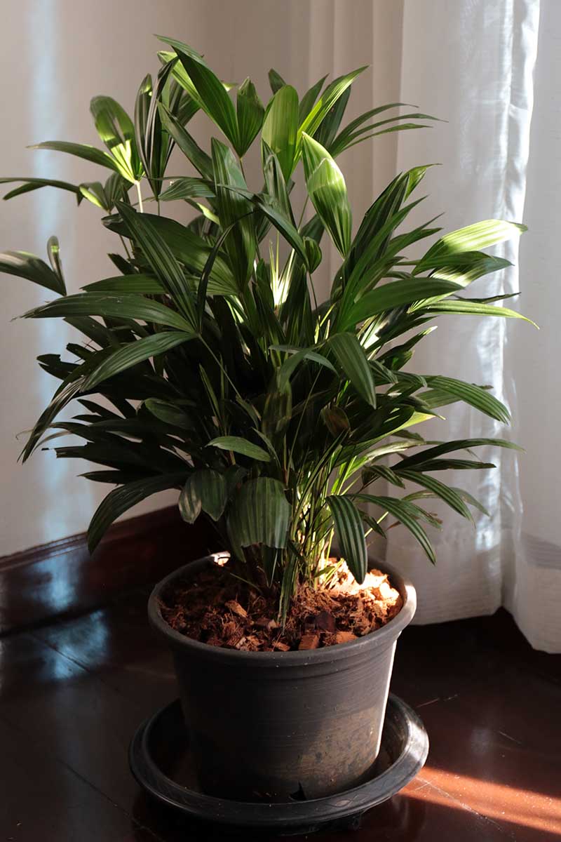A close up vertical image of a potted Rhapis excelsa growing by a window indoors.