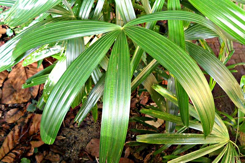 A close up horizontal image of the foliage of Rhapis excelsa growing in the garden.