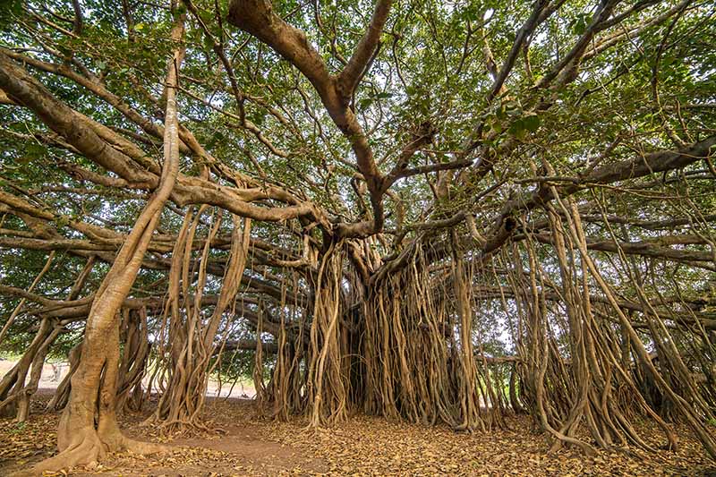 A horizontal image of a huge banyan tree growing in the wild.