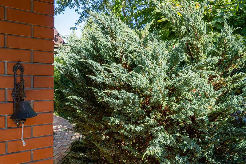 A close up horizontal image of a large Juniperus squamata shrub growing outside a residence pictured in light sunshine.
