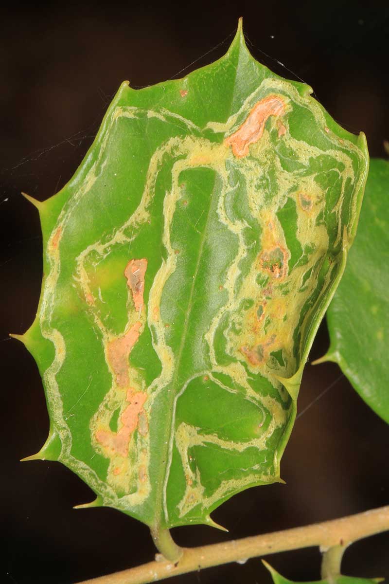 A close up vertical image of a holly leaf suffering from damage from leaf miners.