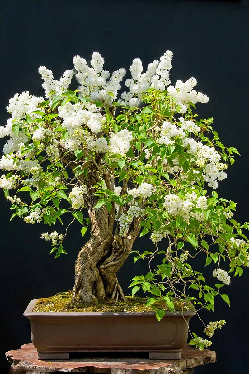 A close up vertical image of a lilac shrub growing as a bonsai, in full bloom isolated on a dark background.