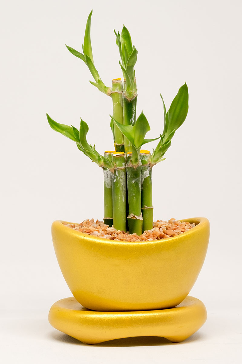 A close up vertical image of a lucky bamboo (Dracaena sanderiana) plant in a golden pot isolated on a white background.
