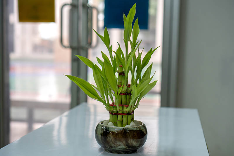 A close up horizontal image of a small Dracaena sanderiana plant growing in a glass bowl pictured on a soft focus background.