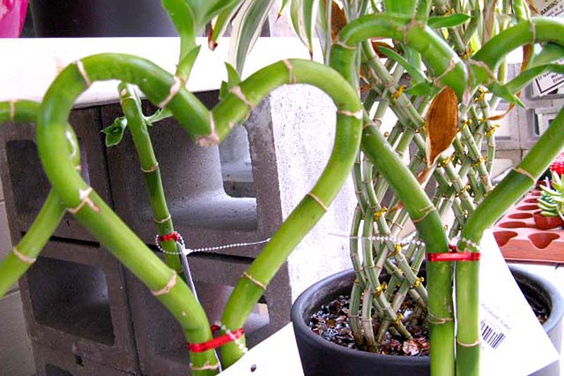 A close up horizontal image of lucky bamboo trained into heart shapes.
