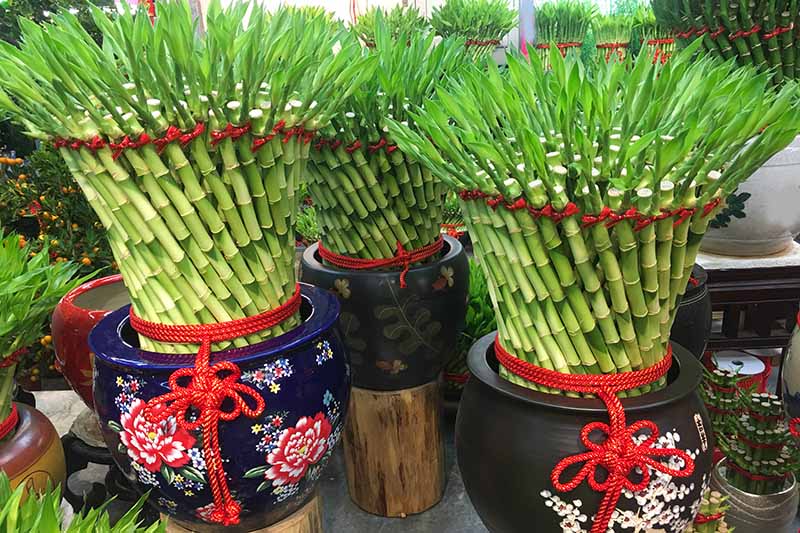 A close up horizontal image of lucky bamboo tied together with red decorated ribbon in ceramic pots.