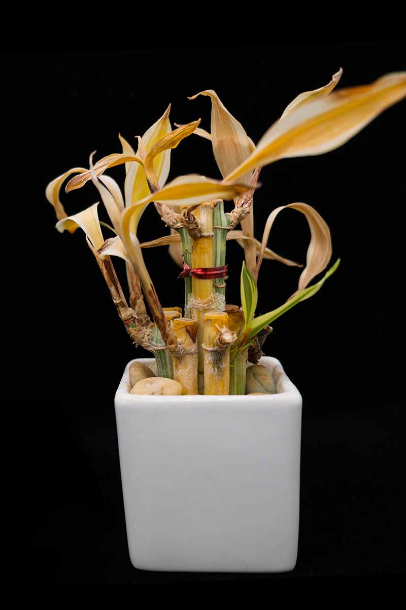 A close up vertical image of a Dracaena sanderiana plant that has turned brown from neglect, isolated on a black background.