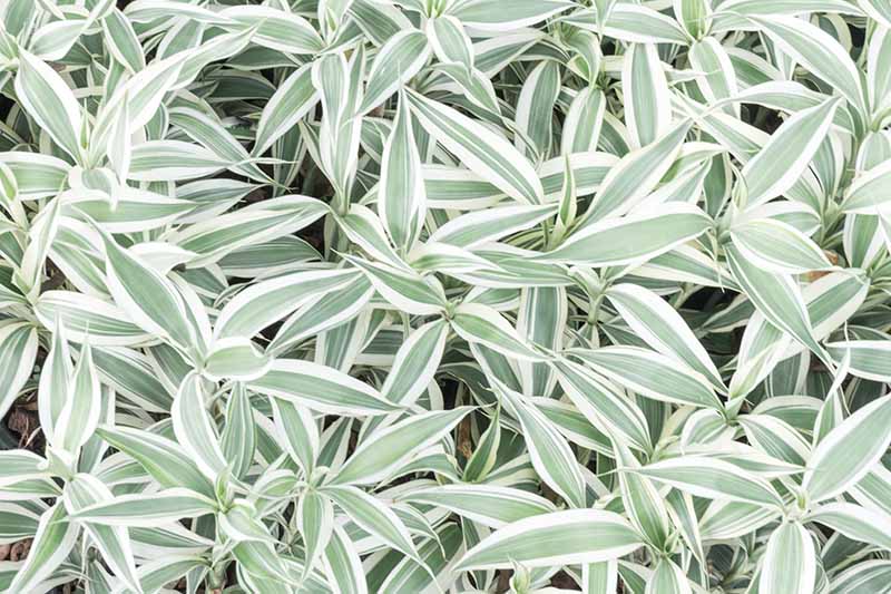 A close up horizontal image of Dracaena sanderiana with bright variegated leaves.