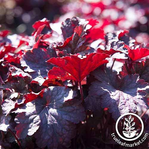 A close up square image of 'Melting Fire' heuchera growing in the garden pictured in bright sunshine. To the bottom right of the frame is a white circular logo with text.