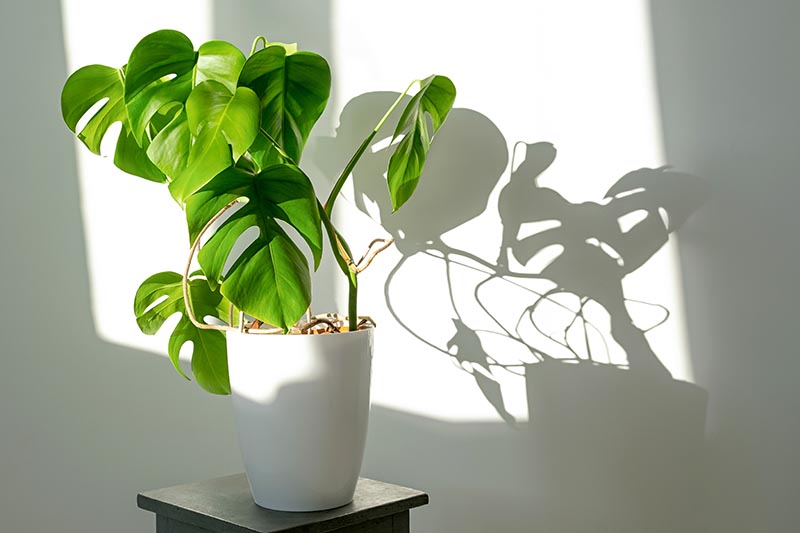 A close up horizontal image of a Swiss cheese plant growing in a small pot indoors by a sunny window, casting a shadow on the white wall behind.