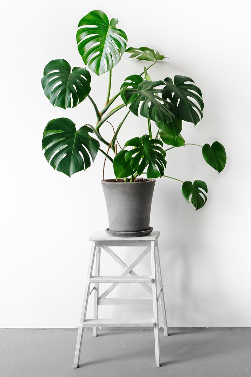 A close up vertical image of a Swiss cheese plant growing in a pot set on a small ladder on a gray surface with a white wall in the background.