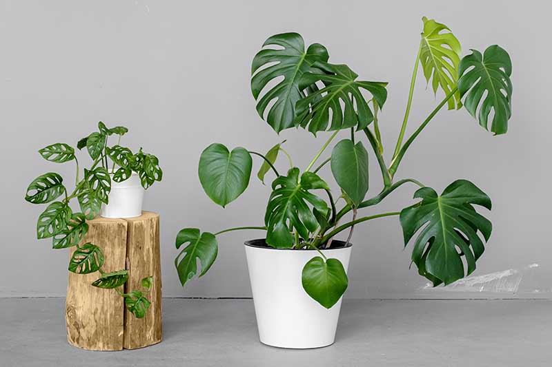 A close up horizontal image of two monstera plants growing indoors in pots pictured on a light gray background.