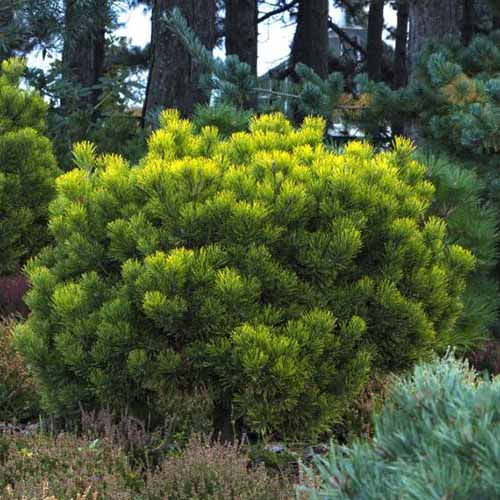 A close up square image of a mugo pine growing on the edge of a forest pictured in light sunshine.