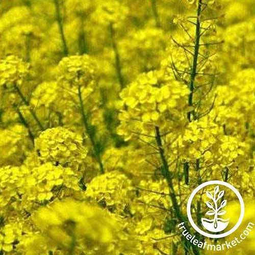 A close up square image of the yellow flowers of 'Nemagon' mustard plants growing in the garden.