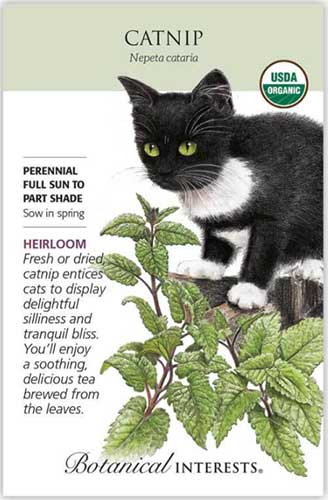 A close up vertical image of a seed packet with text to the left of the frame and a hand drawn illustration of a cat and Nepeta cataria to the right.