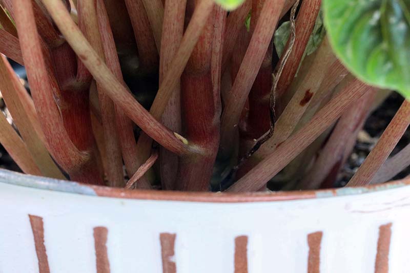 A close up horizontal image showing a leaf node on a peperomia plant growing in a small ceramic pot.