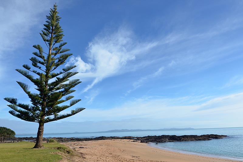 A horizontal image of a beach with a Norfolk Island pine tree pictured on a blue sky background.