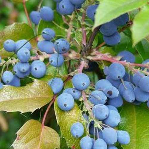 A close up square image of the bright blue berries of Oregon grape (Mahonia) growing in the garden.