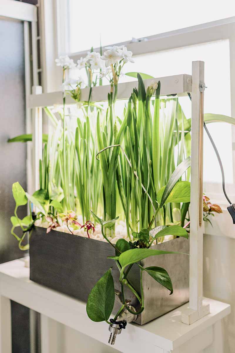 A close up vertical image of an indoor hydroponic set up growing houseplants and flowers.