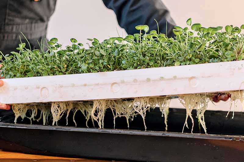 A close up horizontal image of a gardener lifting the tray of greens growing in a hydroponic system to check the roots.