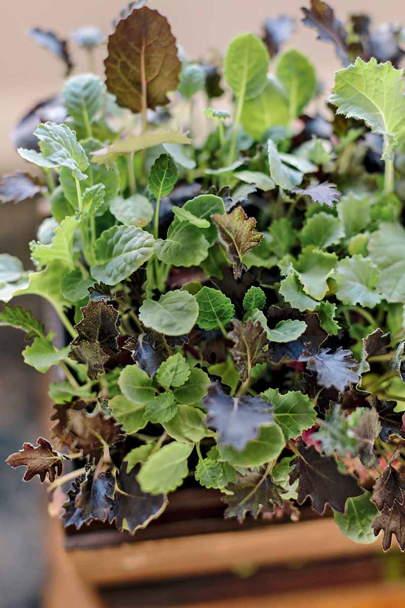A close up vertical image of leafy greens growing indoors in a hydroponic system.