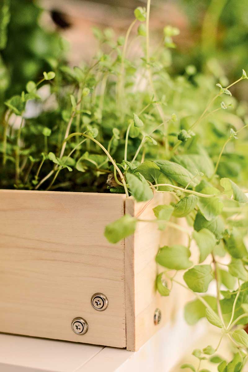 A close up vertical image of herbs growing in a wooden hydroponic system.