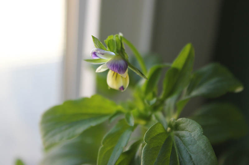 A close up horizontal image of a delicate pansy flower growing in a pot on a windowsill.