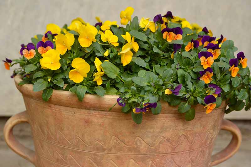 A close up horizontal image of pansies growing in a large terra cotta planter pictured on a soft focus background.