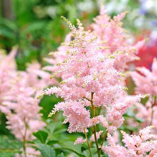 A close up square image of 'Peach Blossom' astilbe flowers pictured on a soft focus background.