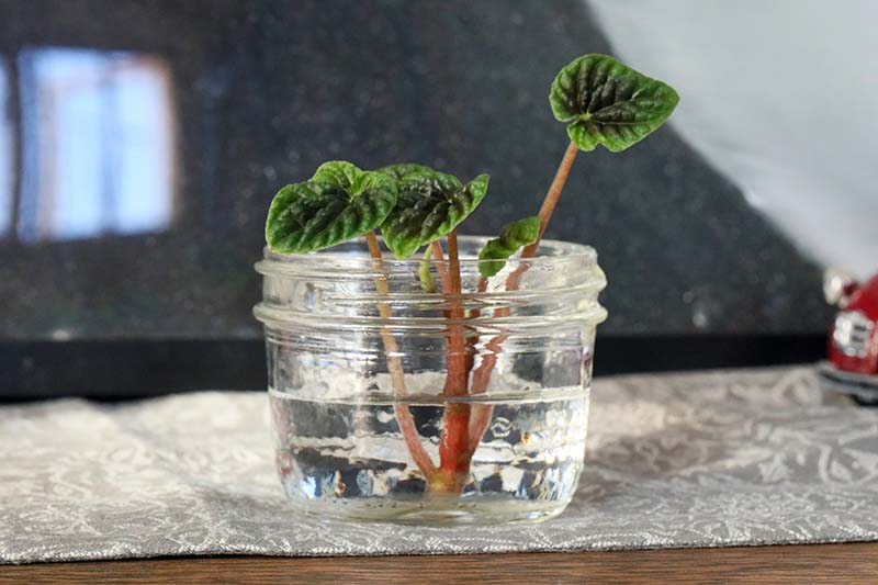 A close up horizontal image of stem cuttings set in a jar of water.