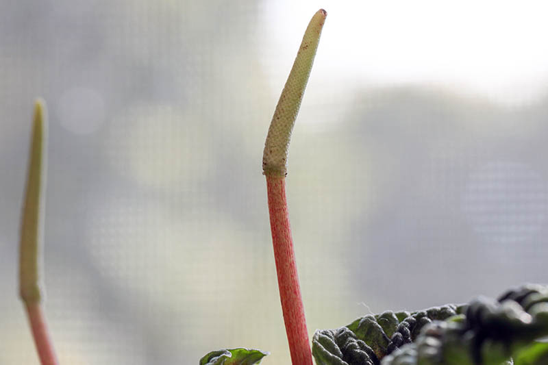 A close up horizontal image of a flower spike of a peperomia or radiator plant pictured on a soft focus background.