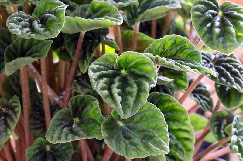 A close up horizontal image of the foliage of a peperomia or radiator plant.