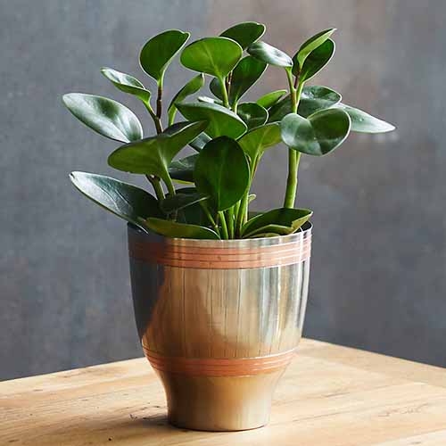 A close up square image of a Peperomia obustifolia plant in a decorative metal pot.