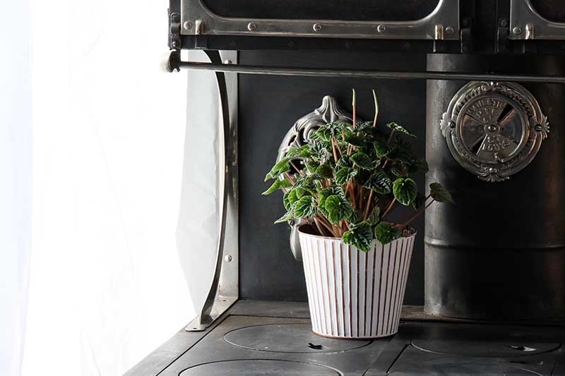 A close up horizontal image of a peperomia plant set on an aga next to a bright window.