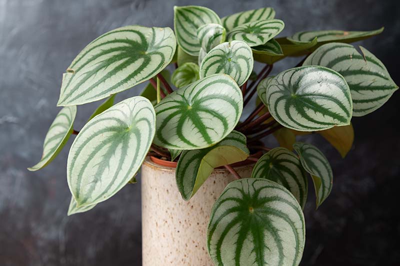 A close up horizontal image of a watermelon peperomia with variegated foliage growing in a pot pictured on a soft focus background.
