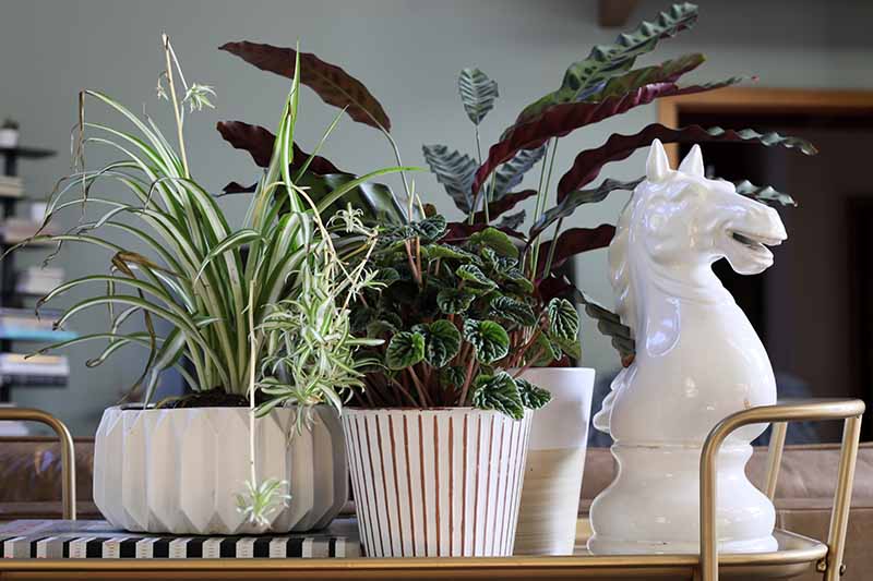 A close up horizontal image of a collection of houseplants growing in pots with a horse statue to the right of the frame.