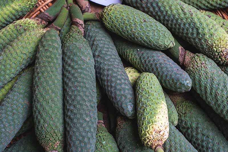 A close up horizontal image of a pile of ripe Monstera deliciosa fruits.