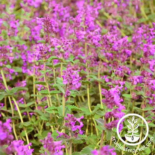 A close up square image of Nepeta nervosa 'Pink Cat' growing in the garden. To the bottom right of the frame is a white circular logo with text.